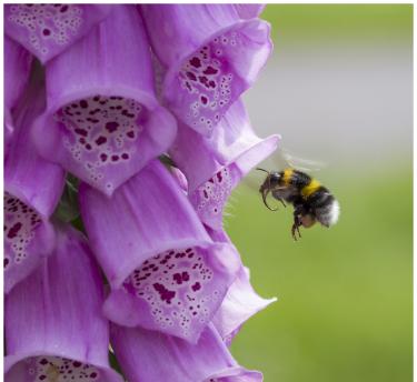 A honey bee entering a purple foxglove flower